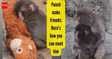 पंचाला भेटायचे आहे का? जपानमधील प्लशी असलेल्या व्हायरल बेबी माकडाला शेवटी मित्र आणि प्रेम सापडले आहे