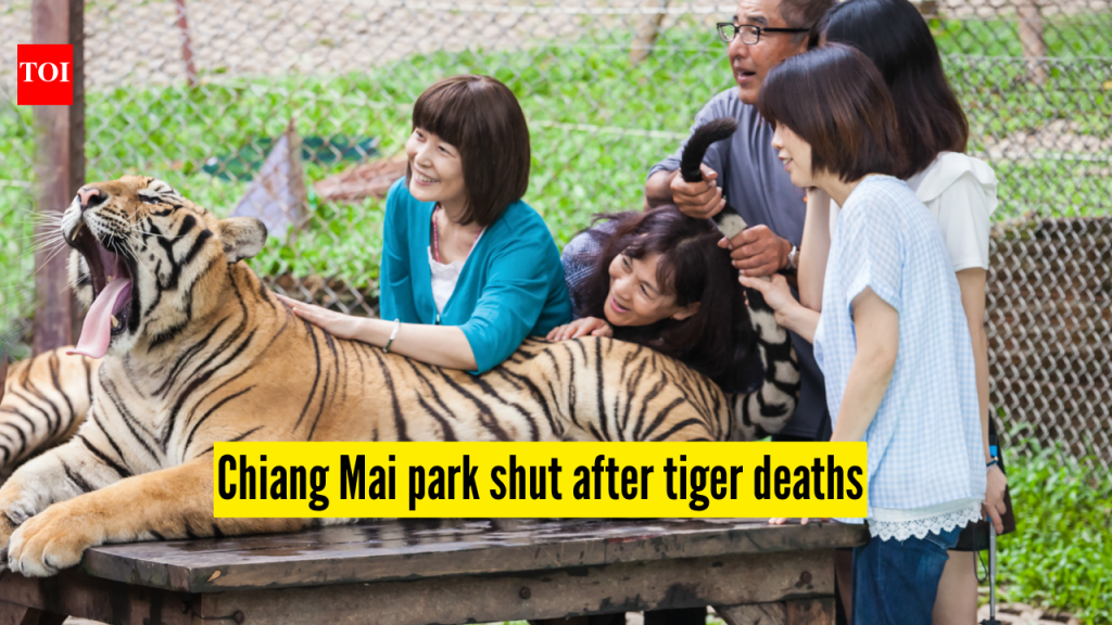 Thailand Tigers Death: थायलंड: चियांग माई विषाणूच्या प्रादुर्भावात 72 वाघांचा मृत्यू; लॅब चाचण्यांमध्ये कॅनाइन डिस्टेंपर ओळखले जाते, पार्क बंद |
