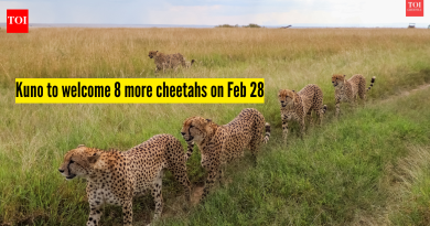 28 फेब्रुवारीला कुनो नॅशनल पार्कमध्ये आणखी 8 आफ्रिकन चित्ता पोहोचणार आहेत, त्यांची एकूण संख्या 46 झाली आहे.