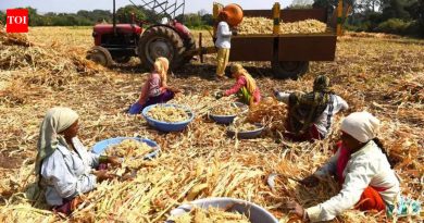 निकृष्ट ज्वारीच्या बियाण्यांमुळे पुण्यात मोठे नुकसान होत असल्याचा आरोप शेतकऱ्यांनी केला आहे