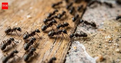 5 घरगुती मुंगी किलर स्प्रे जे स्वयंपाकघरातील साध्या घटकांचा वापर करून खरोखर कार्य करतात |