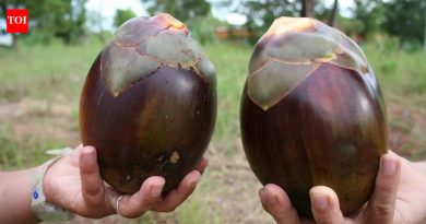 भारतातील उन्हाळ्यातील आवडत्या फळांपैकी एक आणि उष्णतेसाठी 5 ताजेतवाने ‘तडगोळा’ पाककृती