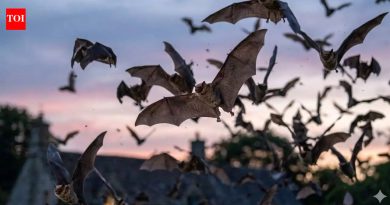 अंधार पडल्यावर वटवाघुळं तुमच्या बागेत का परत येतात याचा कधी विचार केला आहे; हे आहे त्यांनी धारण केलेले आश्चर्यकारक रहस्य |