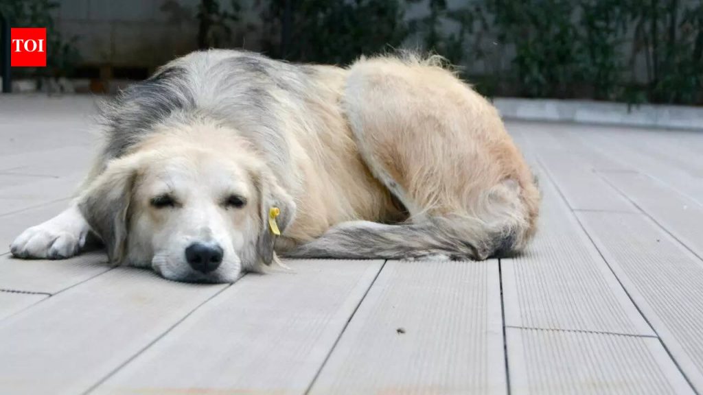 7 चिन्हे प्रत्येक कुत्र्याच्या मालकाला माहित असणे आवश्यक आहे की त्यांचे पाळीव प्राणी मरत आहे |