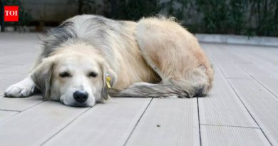 7 चिन्हे प्रत्येक कुत्र्याच्या मालकाला माहित असणे आवश्यक आहे की त्यांचे पाळीव प्राणी मरत आहे |