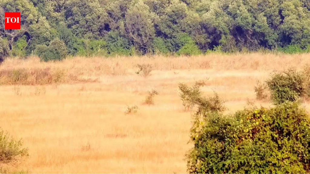 मुंढवा जमिनीचे पार्सल बीएसआयकडे कायमस्वरूपी हस्तांतरित करण्यासाठी महाराष्ट्राने प्रक्रिया सुरू केली आहे