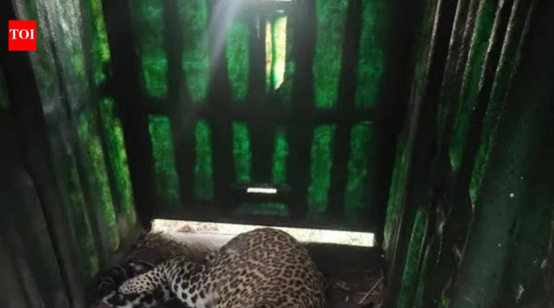 मोठ्या मांजरांचे पिंपरखेडला परतणे शिरूर ग्रामस्थांमध्ये भीतीचे वातावरण आहे