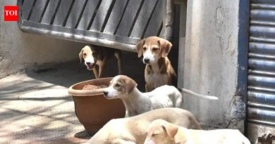 चाकण परिषदेने कुत्र्यांची नसबंदी मोहीम सुरू केली, निवारा संख्या दुप्पट