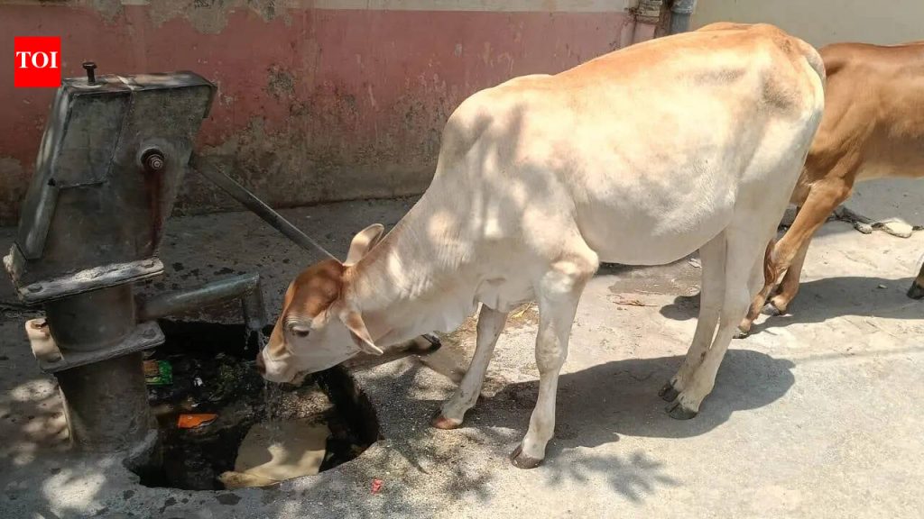 गुठळ्या त्वचेच्या आजाराचा सामना करण्यासाठी महाराष्ट्रात शेळीपॉक्स लस उत्पादनास सुरुवात झाली