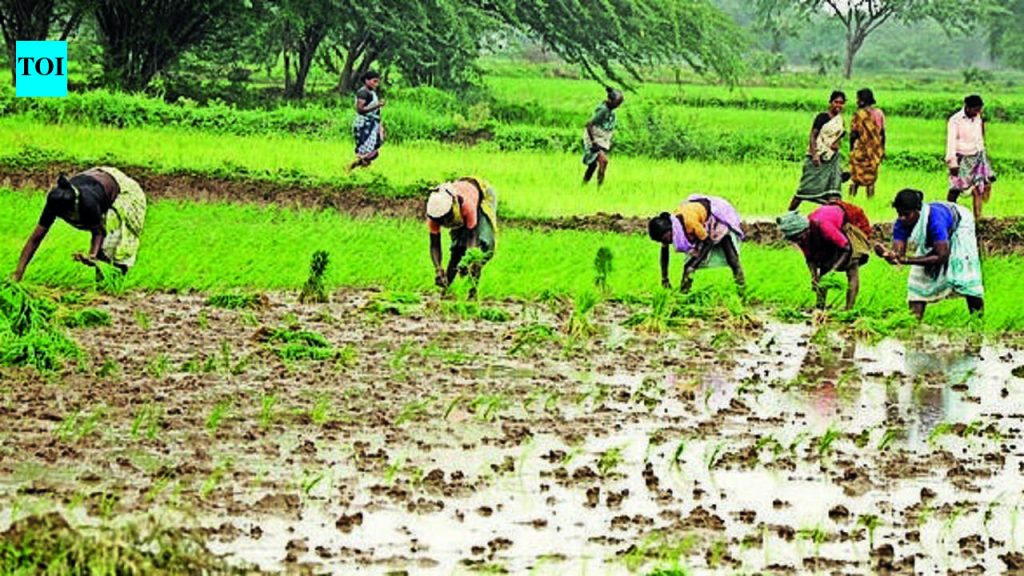 मान्सूनच्या पावसाने पुण्यातील भात रोपवाटिकांना संजीवनी दिली, शेतकऱ्यांनी शेततळे तयार करण्यास सुरुवात केली